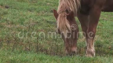 一匹棕马穿过一个村庄的田野。 一匹马用野花在绿色的田野上放牧。 绿色的草地。 动物