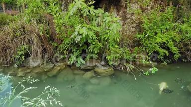 意大利威尼斯-2019年5月：慢海龟在一条<strong>大鱼</strong>的背景下慢慢地在池塘里游泳。 环境保护