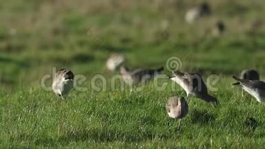 在英国肯特郡的一片田野里，一群令人惊叹的神鸟在觅食。