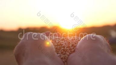 <strong>农民</strong>手中的一粒小麦被阳光照亮。 商人评价<strong>粮食</strong>质量