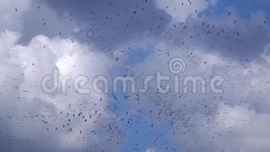 成群的鹳鸟在蓝天上飞翔，在天空的背景下飞翔，飘浮的云