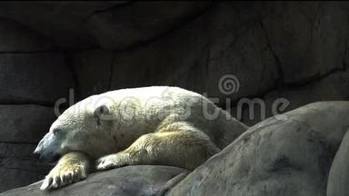 北极熊躺在石头上。