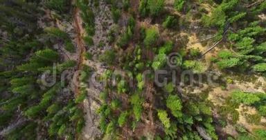 无人驾驶飞机在岩石地面上射杀了明亮的绿色松林