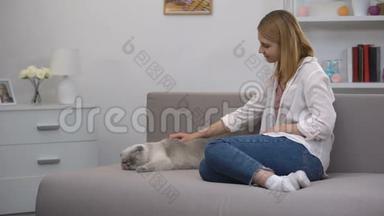 漂亮的女孩抚摸苏格兰褶皱躺在沙发上，快乐的<strong>宠物主人</strong>，放松。