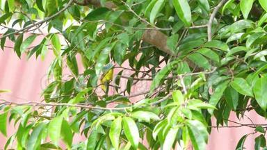 橄榄背太阳鸟在树枝上跳跃
