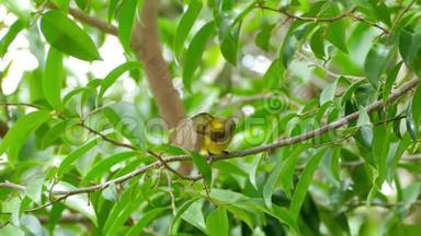 橄榄背太阳鸟检查它的翅膀和预先羽毛在树枝上
