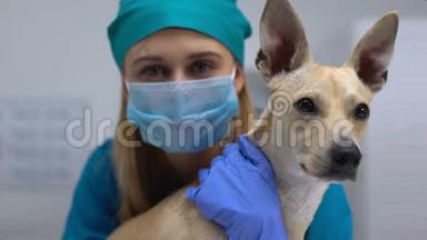 带手套和口罩的<strong>宠物医生</strong>拥抱好奇的病犬，治疗感染，护理