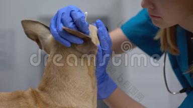 专业兽医专家用<strong>棉签</strong>清洁狗耳朵，卫生程序