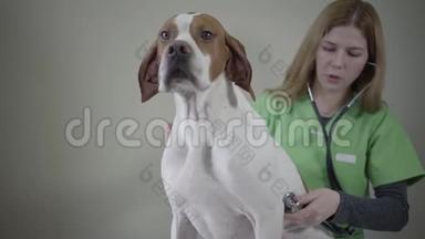 年轻的女兽医医生穿着绿色制服，用听诊器检查有棕色<strong>斑点</strong>的大白狗。 <strong>动物</strong>