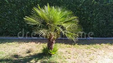小棕榈树在花园的室外镜头。