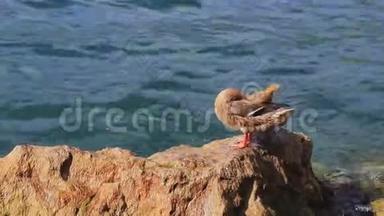 意大利的加德纳湖旁，一个绿头鸭在做准备