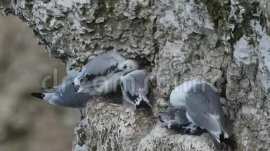 在英国，一群筑巢的基迪威克、里萨·特里达基拉、成虫和雏鸡坐在巢上，悬崖上的悬崖上。