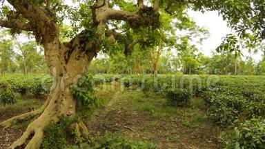 许多采茶人在种植园工作，老树猴子爬阿萨姆