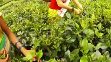 妇女<strong>采茶</strong>者的手很快地收集了种植园阿萨姆的绿叶