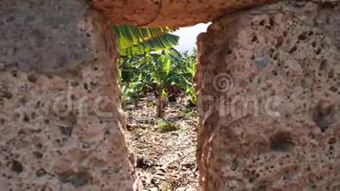 从栅栏的一个洞看<strong>香蕉种植</strong>园。 加那利群岛的<strong>香蕉</strong>。 生长在树上的绿色<strong>香蕉</strong>。