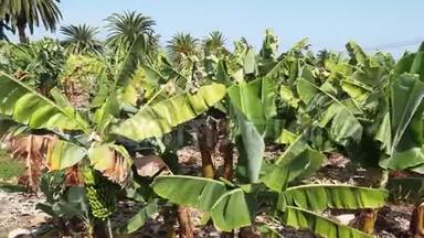 香蕉种植园，西班牙加那利群岛特内里费南部的香蕉树。 背景上的山脉。 开花
