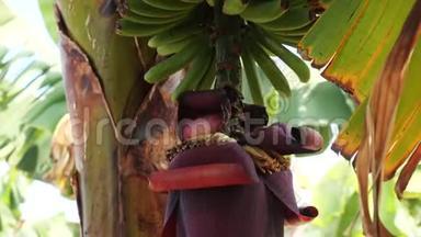 加那利群岛<strong>香蕉种植</strong>园开花<strong>香蕉</strong>的特写镜头。 巨大的红色<strong>香蕉</strong>花。 生长在