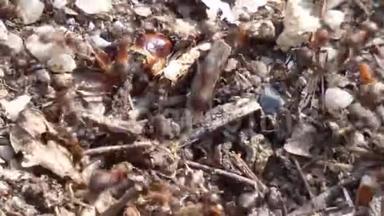 红木蚁在蚁巢上形成鲁法特写