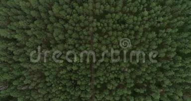 立陶宛的森林。 立陶宛首都维尔纽斯附近的绿<strong>松林</strong>9
