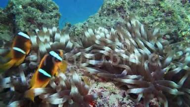 尼莫小丑鱼在海葵上五颜六色的健康珊瑚礁。 海葵鱼尼莫夫妇在水下游泳。 红海