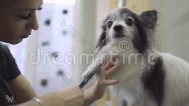 专业宠物美容师用剪刀剪脚上的羊毛，给毛茸茸的可爱的小狗剪发