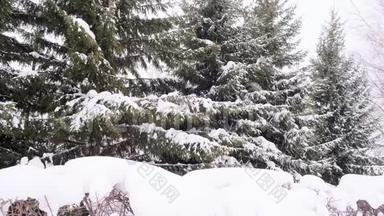 下雪了。 白雪覆盖的云杉树枝。 冬天云杉树在霜冻。 针叶树的杉树枝