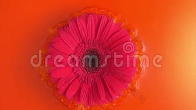 粉红色的雏菊花被扔进橙色的水中，缓慢地滴下<strong>一滴水</strong>，在1500英尺的高度上射