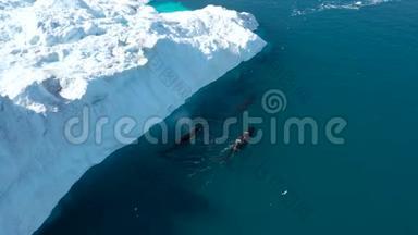 鲸鱼在北极的大自然中被冰山冲破，在冰峡湾的景观中结冰。 驼背鲸。 与野生动物的空中视频