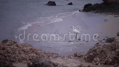 一只白鹭鸟在红海的珊瑚礁旁边的沙质海岸上觅食
