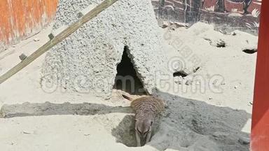 在粘<strong>土家</strong>附近的沙子上挖野猫鼬的洞