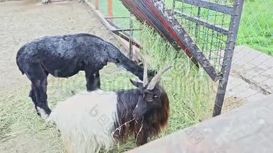 从黑山羊和黑羊驼身上取出动物吃草
