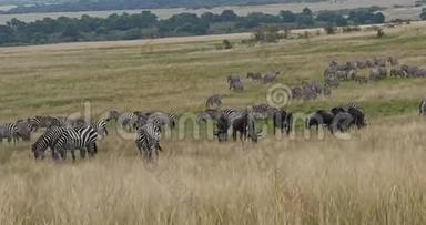 格兰特`斑马，马斯波切利波<strong>米</strong>，<strong>蓝色</strong>野生动物，牛尾，马赛马拉公园在肯尼亚实时