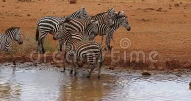 波切尔`斑马，阿库斯波切利，赫德在水洞饮水，肯尼亚茨沃公园，<strong>实时</strong>