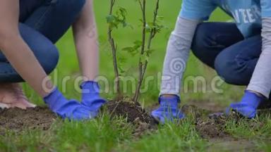 两名志愿者一起植树，环境项目参与