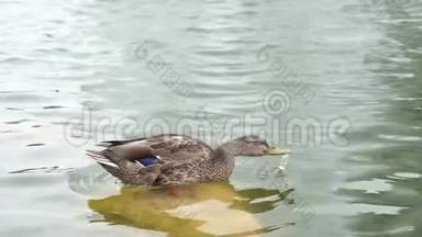 美丽的<strong>鸭</strong>子站在湖中的石头上，慢吞吞地<strong>喝水</strong>