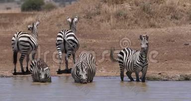 格兰特`斑马，埃库斯波切利博米，赫德站在<strong>水洞</strong>，肯尼亚内罗毕公园，实时