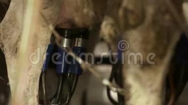 奶牛自动挤奶装置