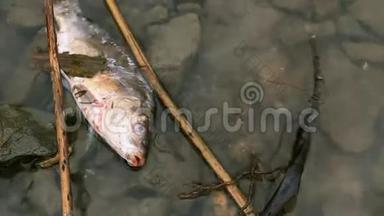 河上<strong>死鱼</strong>污染了水。