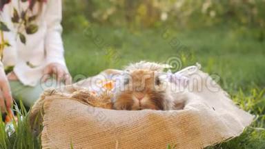 复活节兔子棕色坐在篮子里，小女孩在篮子里产卵。