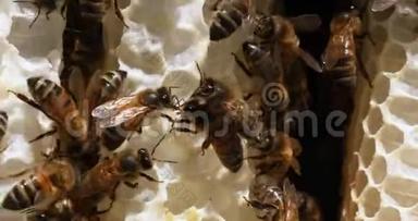 欧洲蜜蜂，蜜蜂，蜜蜂，野生射线上的蜜蜂，在肺泡上工作的蜜蜂，诺曼底的野生蜂群，实时4k