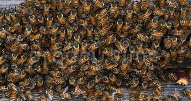 欧洲<strong>蜜蜂</strong>，<strong>蜜蜂</strong>，<strong>蜜蜂</strong>，<strong>蜜蜂</strong>在蜂箱入口放牧，<strong>蜜蜂</strong>在诺曼底，实时4k