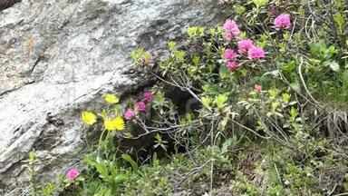 高山白杨在春季开花. 奥地利蒂罗尔州施莱吉斯山谷