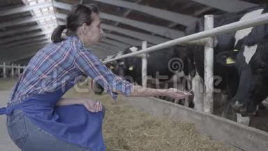 专业的年轻女农民在<strong>农场</strong>上参观谷仓喂奶牛。 <strong>现代农场</strong>的Calves饲养过程