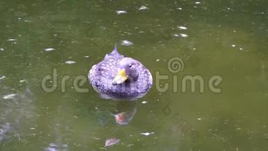 特写一只漂浮在水面上的比利时蒸笼鸭，然后潜水觅食，典型的水禽行为，热带动物