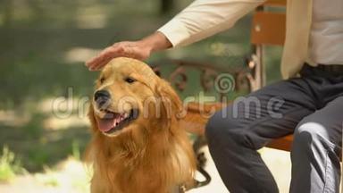 盲人手抚摸导盲犬，纯种金毛猎犬，听话的宠物