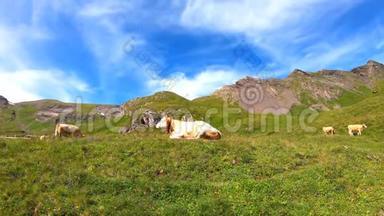 在瑞士巴沙尔湖附近的一个绿色牧场上吃草的棕色奶牛。 夏季高山景观。 奶牛阿尔卑斯山。
