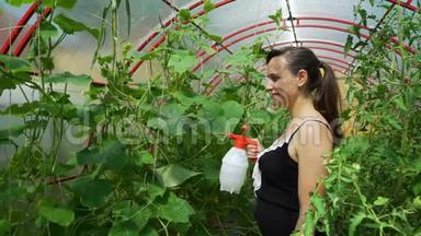 蕃茄植物叶片的妇女