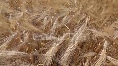 在<strong>夏季</strong>的一天里，在成熟的金块大麦或小麦上缓慢移动。 慢动作，全高清视频，240fps