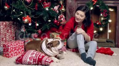 迷人的亚洲女孩在圣诞树下抚摸一只可爱有趣的牛头犬。 圣诞节。 新年。 的概念