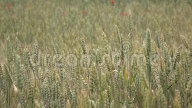 在<strong>夏季</strong>，成熟的天然麦穗在田野上缓慢的风动。 全高清视频，240fps，1080p